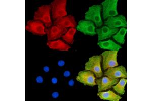 anti-serpin Peptidase Inhibitor, Clade A (Alpha-1 Antiproteinase, Antitrypsin), Member 12 (SERPINA12) antibody
