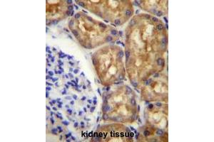 ASS1 Antibody (C-term) immunohistochemistry analysis in formalin fixed and paraffin embedded human kidney tissue followed by peroxidase conjugation of the secondary antibody and DAB staining.