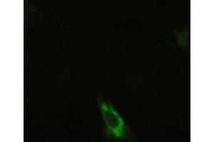 Anti-KRT19 mouse monoclonal antibody (ABIN2452360) immunofluorescent staining of HeLa cells transiently transfected by pCMV6-ENTRY KRT19 (RC209707) (Cytokeratin 19 antibody  (AA 240-390))