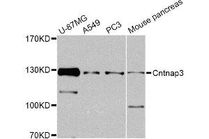 Western blot analysis of extracts of various cell lines, using Cntnap3 Antibody. (CNTNAP3 antibody)