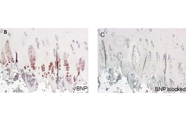 proBNP antibody  (AA 1-21)