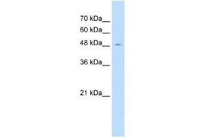 WB Suggested Anti-SEMG1 Antibody Titration:  1. (SEMG1 antibody  (C-Term))