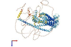 Tmc5 Protein (AA 1-1006) (His tag)