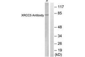 Western blot analysis of extracts from Jurkat cells, using XRCC5 Antibody. (X-Ray Repair Cross Complementing 5 (AA 683-732) antibody)