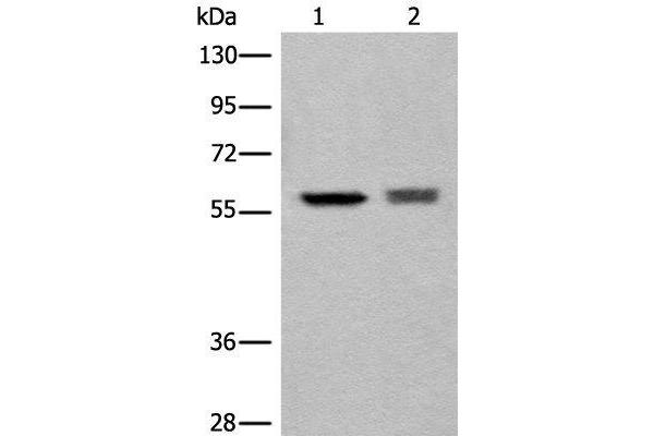 ATL3 antibody