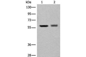 Western blot analysis of EPG2 and Jurkat cell lysates using ATL3 Polyclonal Antibody at dilution of 1:800