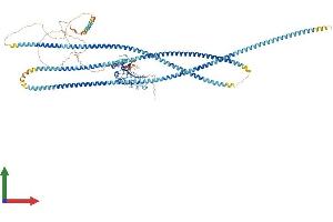 AlphaFold protein structure predicition of Mouse Recombinant Lrrcc1 Protein, UniprotID Q69ZB0