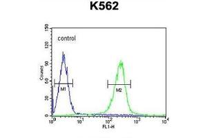 WDR49 Antibody (C-term) flow cytometric analysis of K562 cells (right histogram) compared to a negative control cell (left histogram). (WDR49 antibody  (C-Term))