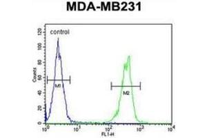 Flow cytometric analysis of MDA-MB231 cells (right histogram) compared to a negative control cell (left histogram) using CYP2A7  Antibody , followed by FITC-conjugated goat-anti-rabbit secondary antibodies. (CYP2A7 antibody  (Middle Region))