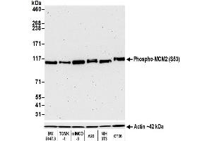Western Blotting (WB) image for anti-Minichromosome Maintenance Complex Component 2 (MCM2) (pSer53) antibody (ABIN7449430)