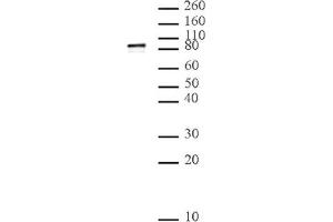 L3MBTL2 pAb tested by Western blot. (L3MBTL2 antibody  (AA 1-230))