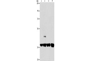 Western Blotting (WB) image for anti-serpin Peptidase Inhibitor, Clade A (Alpha-1 Antiproteinase, Antitrypsin), Member 9 (SERPINA9) antibody (ABIN2434224) (SERPINA9 antibody)