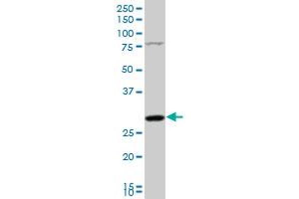 NUDT5 antibody  (AA 120-219)