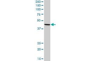 ADORA2A MaxPab rabbit polyclonal antibody. (Adenosine A2a Receptor antibody  (AA 1-412))