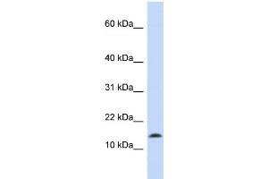 WB Suggested Anti-SNCA Antibody Titration:  0. (SNCA antibody  (Middle Region))