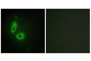 Immunofluorescence (IF) image for anti-Ephrin A1 (EFNA1) (Internal Region) antibody (ABIN1849236) (Ephrin A1 antibody  (Internal Region))
