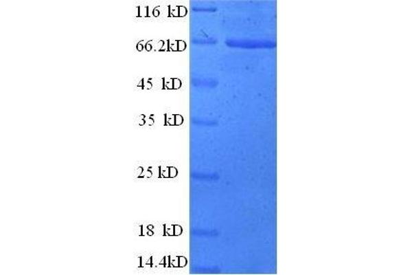 B4GALT3 Protein (AA 34-393) (GST tag)