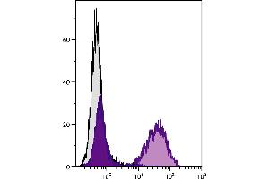 BALB/c mouse splenocytes were stained with Rat Anti-Mouse MHC Class II-BIOT. (MHC Class II antibody  (Biotin))