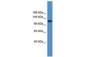 Image no. 1 for anti-Pyruvate Carboxylase (PC) (AA 981-1030) antibody (ABIN6746621) (PC antibody  (AA 981-1030))