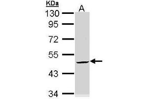 KRT20 antibody