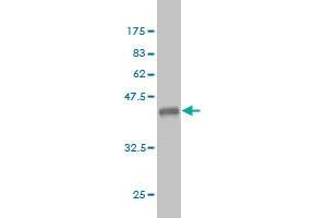 Western Blotting (WB) image for anti-Receptor Tyrosine-Protein Kinase ErbB-3 (ERBB3) (AA 1-130) antibody (ABIN560779)
