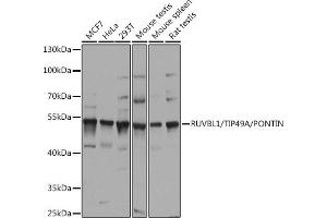 Western blot analysis of extracts of various cell lines, using RUVBL1/TIP49A/PONTIN antibody (ABIN6132606, ABIN6147318, ABIN6147320 and ABIN6218477) at 1:1000 dilution. (RUVBL1 antibody  (AA 1-214))
