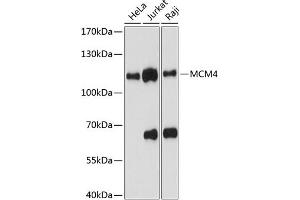 Western blot analysis of extracts of various cell lines, using MCM4 antibody (ABIN6134153, ABIN6143642, ABIN6143643 and ABIN6217540) at 1:1000 dilution. (MCM4 antibody  (AA 350-450))