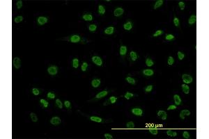 Immunofluorescence of monoclonal antibody to POU4F3 on HeLa cell. (POU4F3 antibody  (AA 100-190))