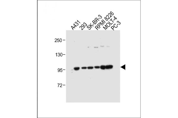 ADAMTS17 antibody  (AA 508-540)