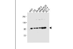 ADAMTS17 antibody  (AA 508-540)