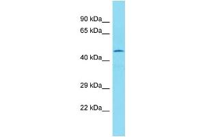 Western Blotting (WB) image for anti-Family with Sequence Similarity 154, Member B (FAM154B) (Middle Region) antibody (ABIN2791524) (FAM154B antibody  (Middle Region))