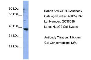 WB Suggested Anti-OR2L3  Antibody Titration: 0. (OR2L3 antibody  (C-Term))