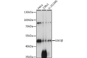 Western blot analysis of extracts of various cell lines, using GSK3β antibody  at 1:1000 dilution. (GSK3 beta antibody  (C-Term))