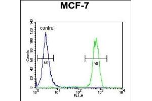 CDC37 Antibody (Center) (ABIN652914 and ABIN2842588) flow cytometric analysis of MCF-7 cells (right histogram) compared to a negative control cell (left histogram). (CDC37 antibody  (AA 116-144))
