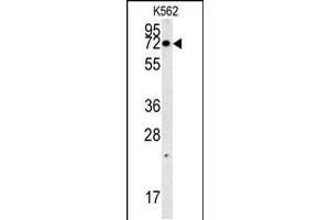 Western blot analysis in K562 cell line lysates (35ug/lane). (NPSR1-AS1 antibody  (C-Term))