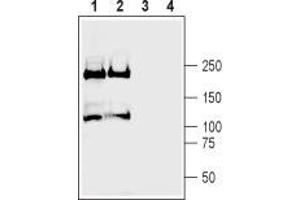 Western blot analysis of rat (lanes 1 and 3) and mouse (lanes 2 and 4) brain membranes: - 1,2.