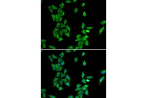 Immunofluorescence (IF) image for anti-Annexin A4 (ANXA4) antibody (ABIN1980296)