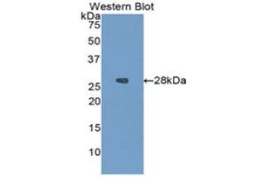 Western Blotting (WB) image for anti-Insulin-Like Growth Factor Binding Protein 4 (IGFBP4) (AA 22-258) antibody (ABIN1859307) (IGFBP4 antibody  (AA 22-258))