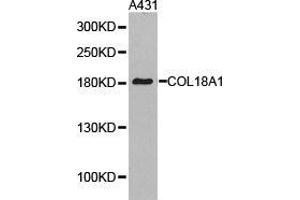 Western Blotting (WB) image for anti-Collagen, Type XVIII, alpha 1 (COL18A1) antibody (ABIN1871945)