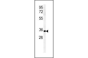 ZDHC2 Antibody (N-term) (ABIN651781 and ABIN2840397) western blot analysis in mouse Neuro-2a cell line lysates (15 μg/lane). (ZDHHC2 antibody  (AA 77-106))