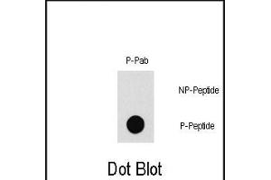 Dot blot analysis of Phospho-K1- b (Cat. (PAK1 antibody  (pThr212))