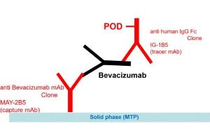 Image no. 2 for Bevacizumab Specific ELISA Kit (ABIN5012826)