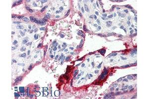 ABIN335114 (4µg/ml) staining of paraffin embedded Human Placenta. (Annexin a1 antibody  (C-Term))