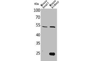 Western Blot analysis of mouse heart mouse kidney cells using Sg III Polyclonal Antibody