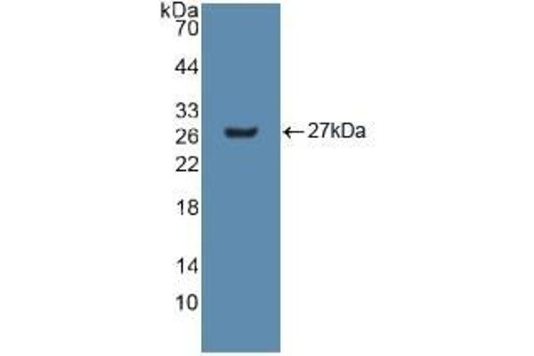 GSTM2 抗体  (AA 3-218)