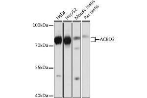 Western blot analysis of extracts of various cell lines, using  Rabbit pAb (ABIN7265416) at 1:1000 dilution. (ACBD3 antibody  (AA 1-160))