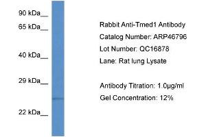 WB Suggested Anti-Tmed1 Antibody   Titration: 1. (TMED1 antibody  (N-Term))