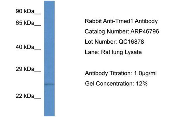 TMED1 anticorps  (N-Term)