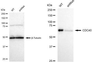 Western blotting analysis using CDC40 antibody (ABIN7798012). (Recombinant CDC40 antibody)