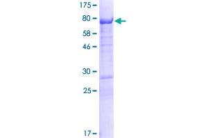 GPRIN2 Protein (AA 1-461) (GST tag)